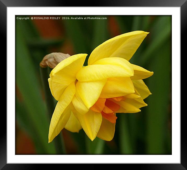 "DOUBLE DAFFODIL" Framed Mounted Print by ROS RIDLEY