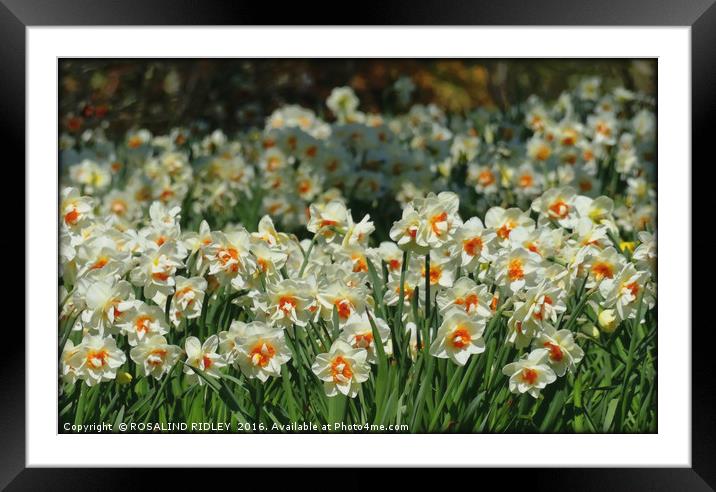 "A HOST OF WHITE NARCISSI" Framed Mounted Print by ROS RIDLEY