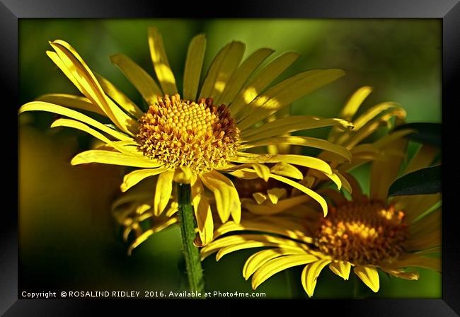 "GOLDEN SHADOWS" Framed Print by ROS RIDLEY