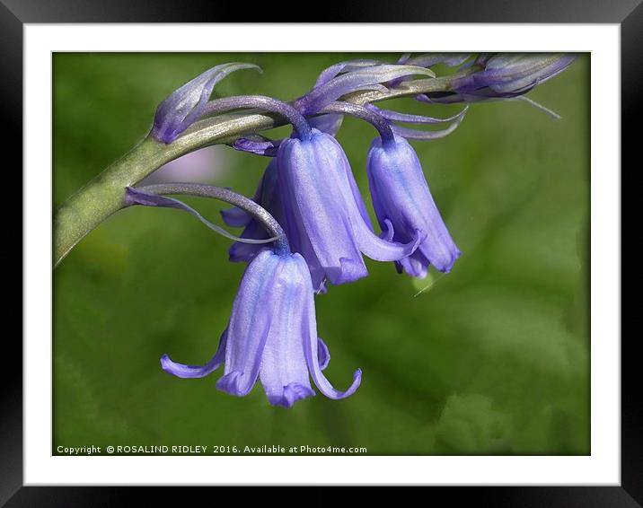 "BLUES ON GREENS" Framed Mounted Print by ROS RIDLEY