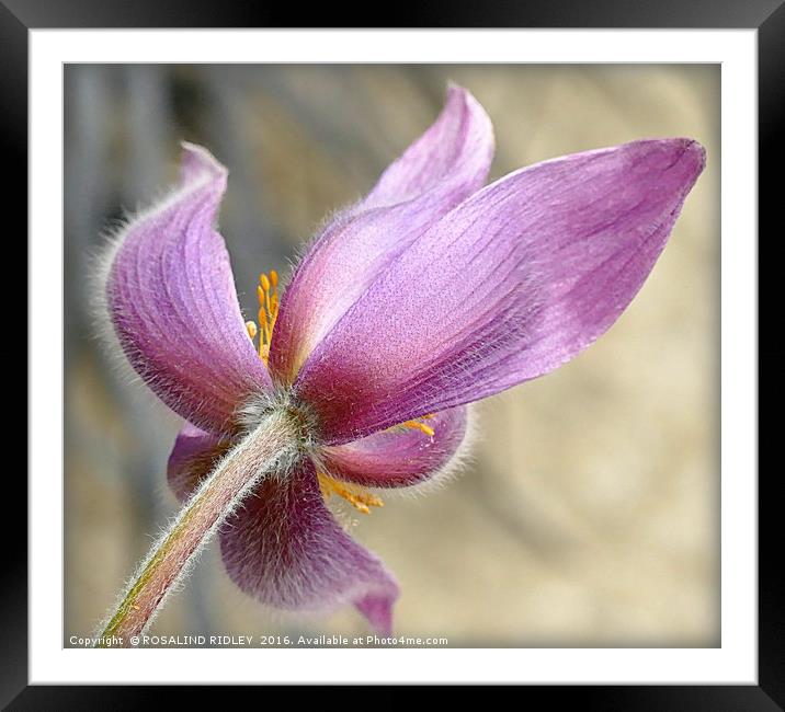 "BLOWING IN THE WIND"...WIND FLOWER, "PULSATILLA " Framed Mounted Print by ROS RIDLEY
