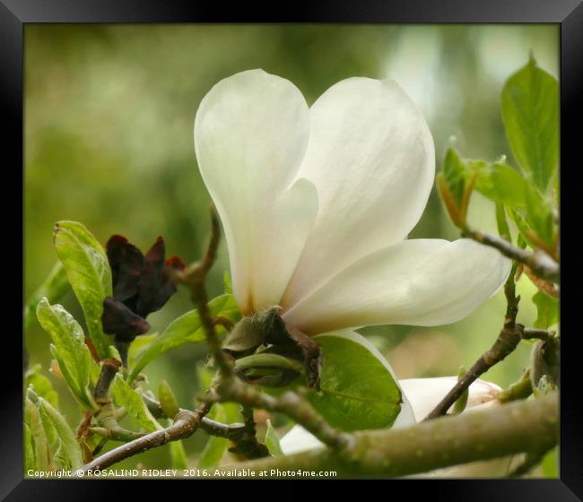 "MAGNOLIA" Framed Print by ROS RIDLEY
