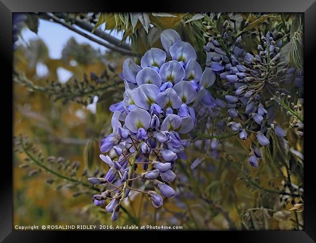 "WISTFUL WISTERIA" Framed Print by ROS RIDLEY