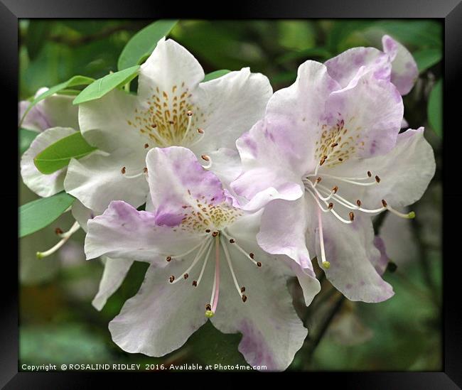 "RHODODENDRON LILAC AND WHITE" Framed Print by ROS RIDLEY