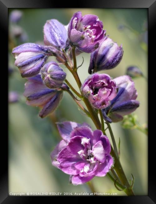 "EMERGING PINK DELPHINIUM" Framed Print by ROS RIDLEY