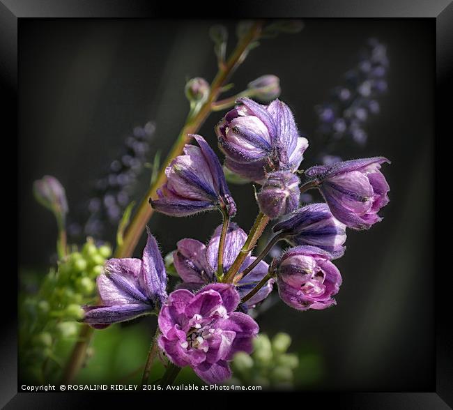 "EMERGING PINK DELPHINIUM 2 " Framed Print by ROS RIDLEY