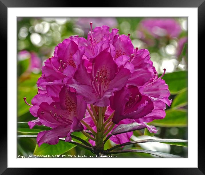 "CERISE RHODODENDRON" Framed Mounted Print by ROS RIDLEY