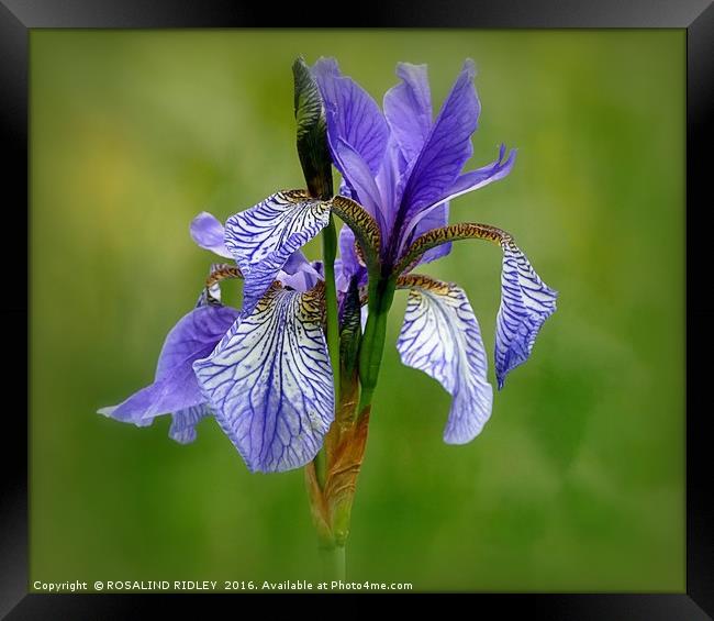 "BLUE IRIS AT LAKE SIDE" 1 Framed Print by ROS RIDLEY