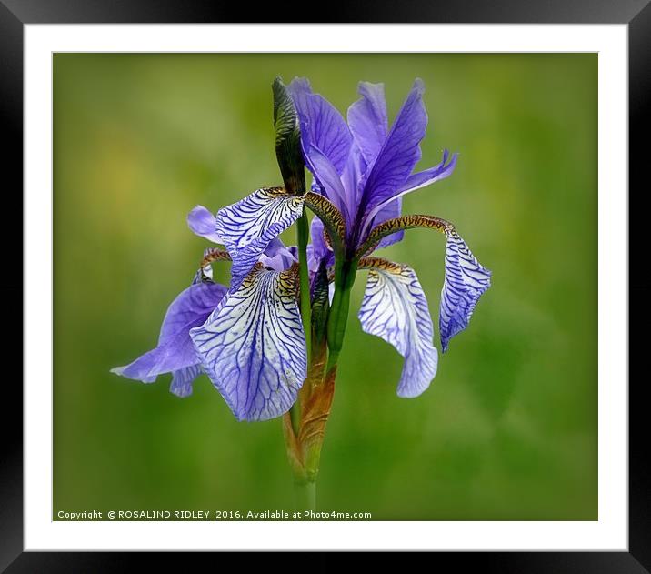 "BLUE IRIS AT LAKE SIDE" 1 Framed Mounted Print by ROS RIDLEY