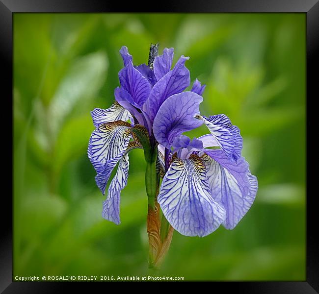 "BLUE IRIS AT LAKE SIDE" 2 Framed Print by ROS RIDLEY