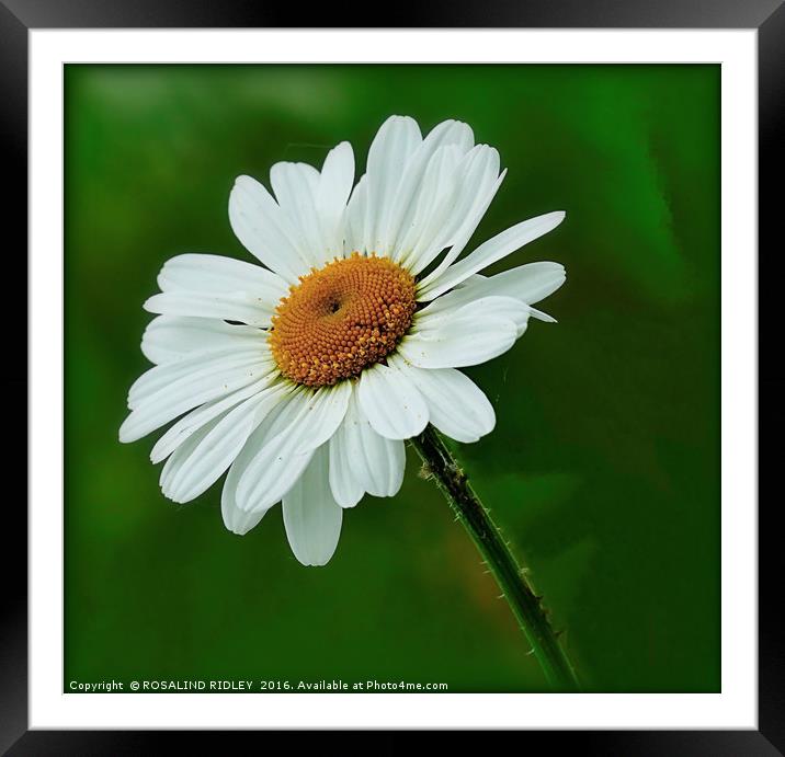 "WILD DOG DAISY" Framed Mounted Print by ROS RIDLEY