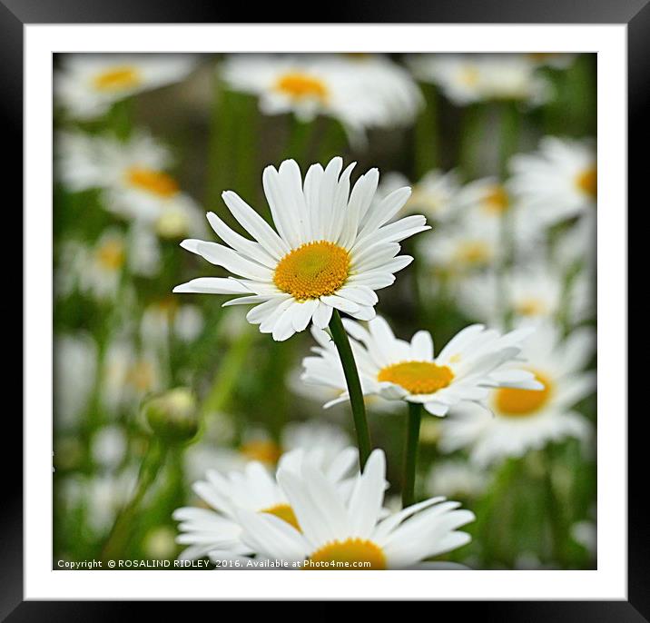 "DAISY FIELD" Framed Mounted Print by ROS RIDLEY