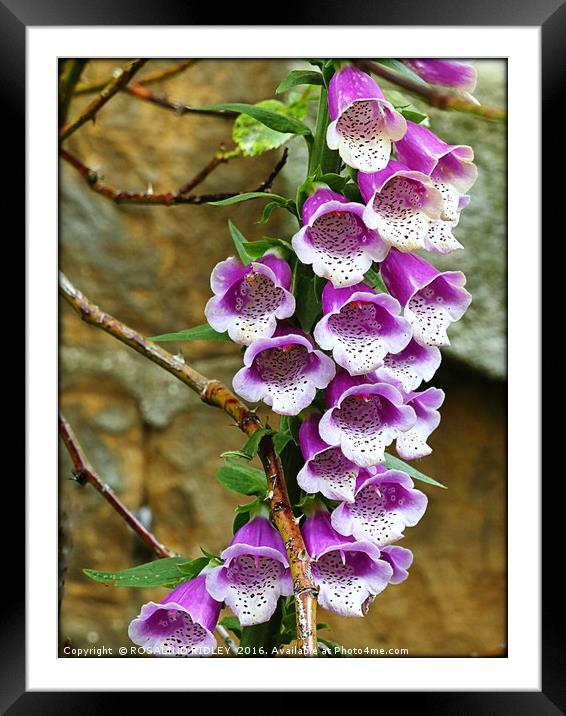 "FOXGLOVE IN ROSE BUSH" Framed Mounted Print by ROS RIDLEY