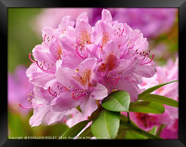 "PINK RHODODENDRON" Framed Print by ROS RIDLEY