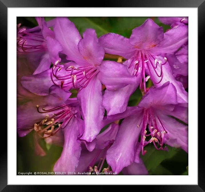 "RHODODENDRON MACRO" Framed Mounted Print by ROS RIDLEY