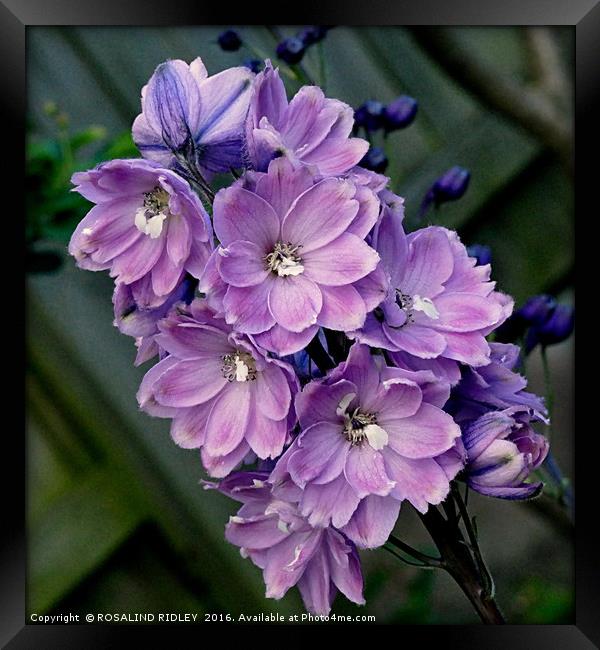 "LILAC DELPHINIUM" Framed Print by ROS RIDLEY