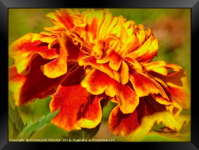 "ARTY MARIGOLD" Framed Print by ROS RIDLEY