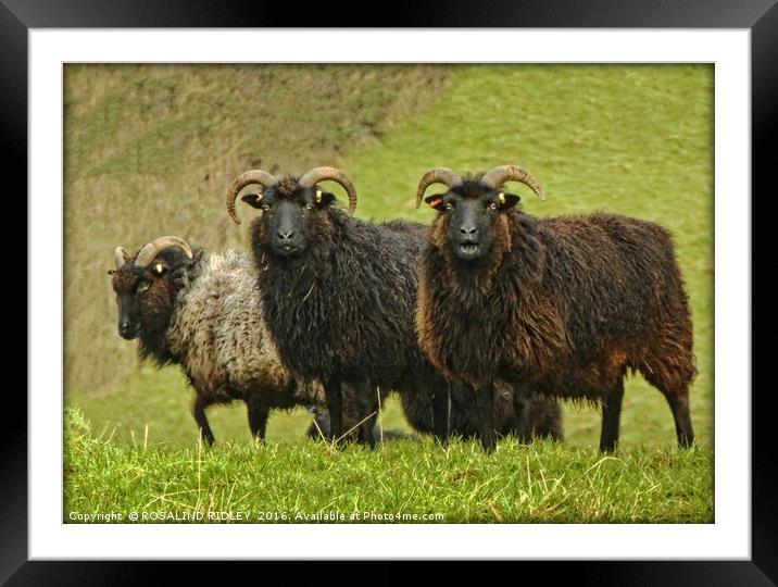 "LONG-HORNED BLACK FACED SHEEP" Framed Mounted Print by ROS RIDLEY