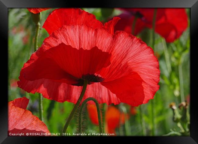 ""SUNSHINE IN THE POPPY FIELD" Framed Print by ROS RIDLEY