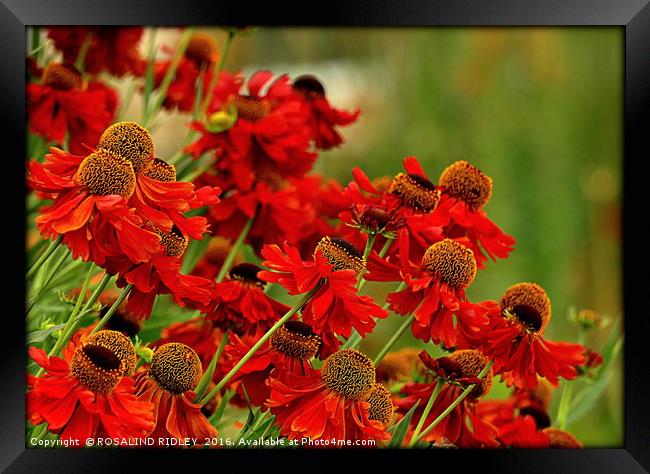 "HELENIUM IN THE SUMMER BORDER" Framed Print by ROS RIDLEY