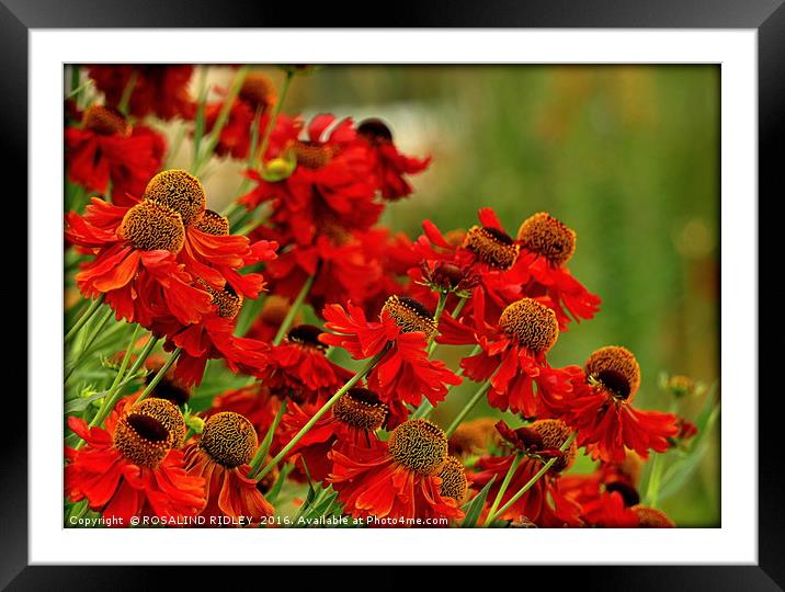 "HELENIUM IN THE SUMMER BORDER" Framed Mounted Print by ROS RIDLEY
