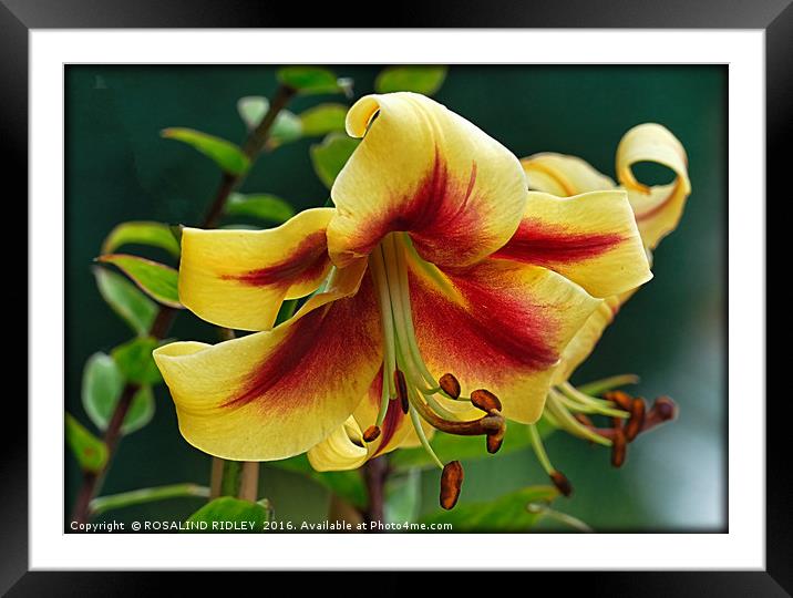 "YELLOW AND RED LILY" 2 Framed Mounted Print by ROS RIDLEY