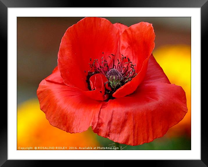 "POPPY IN THE MARIGOLDS" Framed Mounted Print by ROS RIDLEY