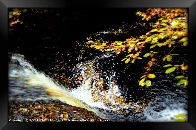 "AUTUMN LEAVES AT THE WATERFALL" Framed Print by ROS RIDLEY