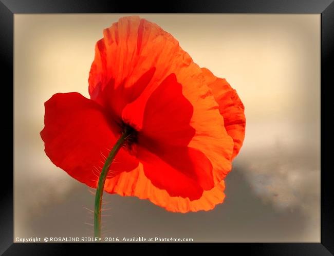 "POPPY IN THE SKY" Framed Print by ROS RIDLEY