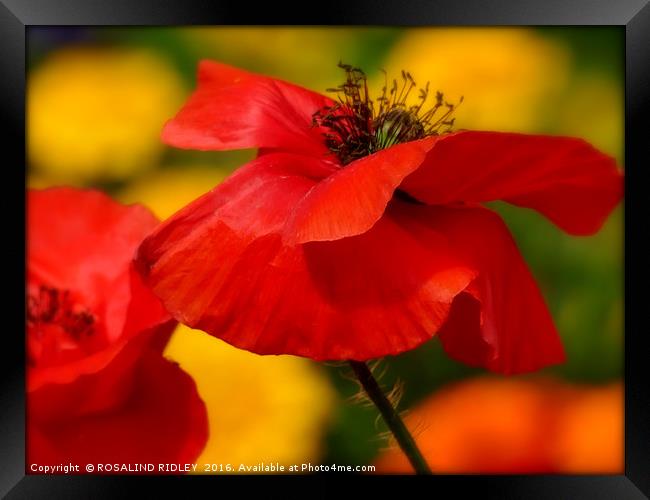"POPPY IN THE SUN" Framed Print by ROS RIDLEY
