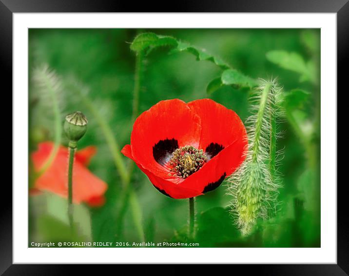 "RED AND BLACK POPPY" Framed Mounted Print by ROS RIDLEY