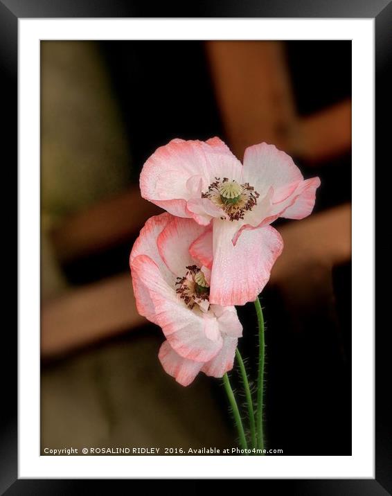 "POPPIES ON THE CROSS" Framed Mounted Print by ROS RIDLEY