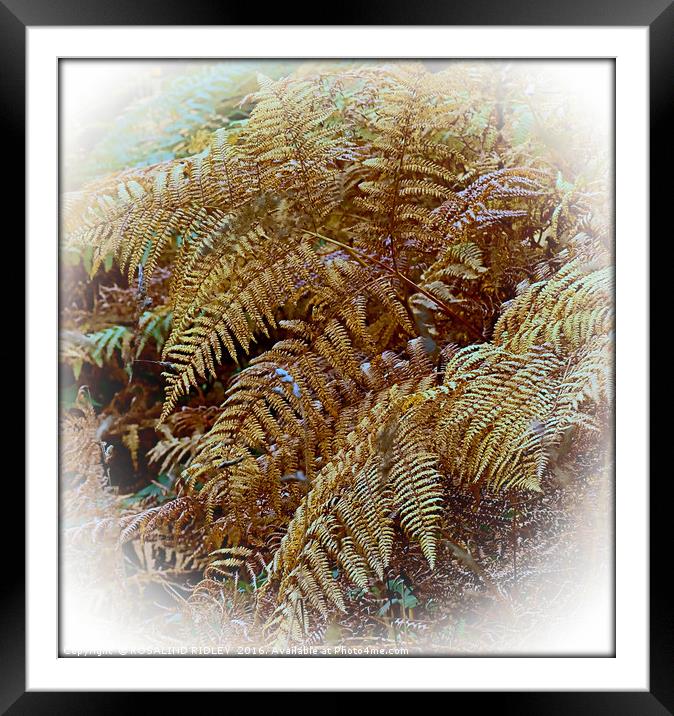 "AUTUMN FERNS" Framed Mounted Print by ROS RIDLEY