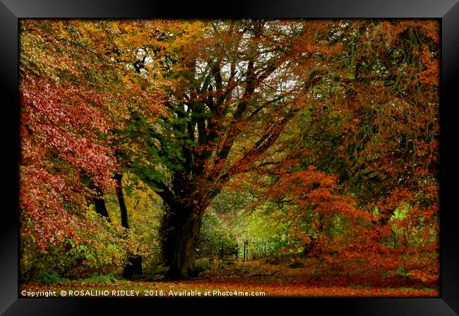 "AUTUMN AT OTTERBURN CASTLE" Framed Print by ROS RIDLEY