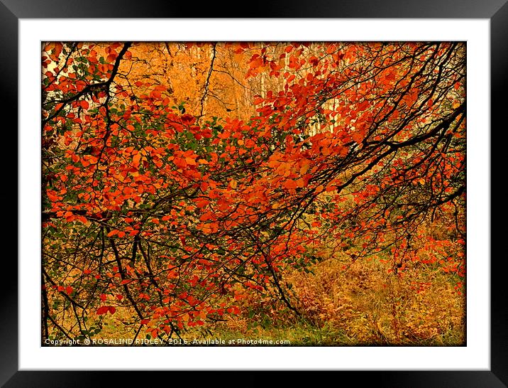 "ABSTRACT AUTUMN LEAVES" Framed Mounted Print by ROS RIDLEY