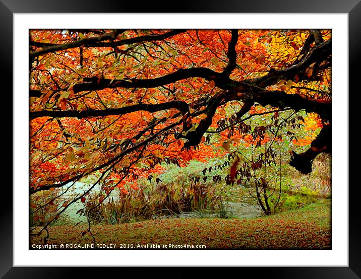 "AUTUMN TREE AT THE LAKE SIDE" Framed Mounted Print by ROS RIDLEY
