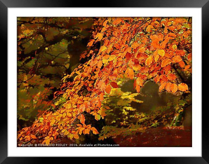 "GOLDEN BRANCHES" Framed Mounted Print by ROS RIDLEY