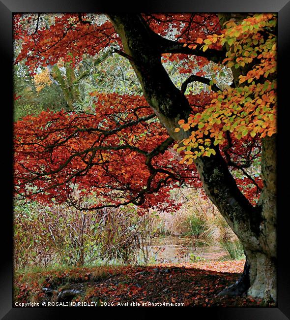 "TREE AT THE LAKE" Framed Print by ROS RIDLEY