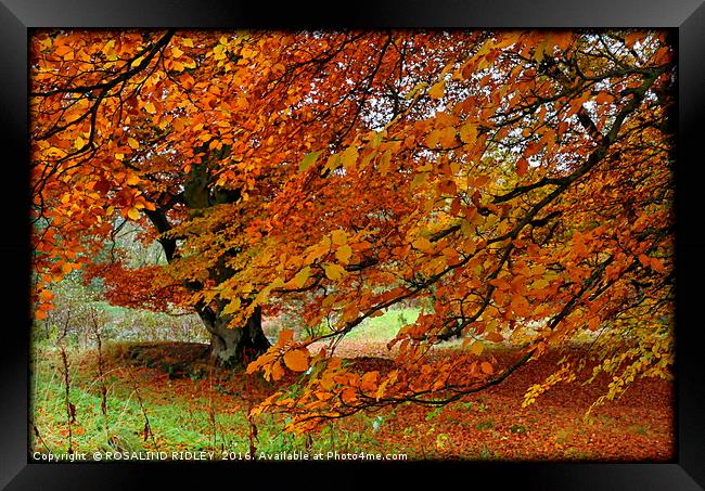 "BEAUTIFUL BEECHES" Framed Print by ROS RIDLEY