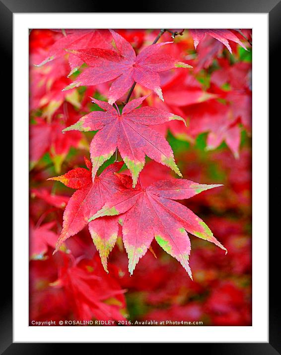 "VARIEGATED AUTUMN ACER" Framed Mounted Print by ROS RIDLEY