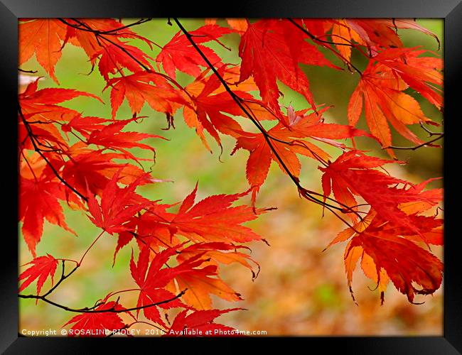 "ACER BLOWING IN THE WIND" Framed Print by ROS RIDLEY