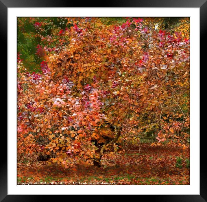"BEAUTIFUL MULTI-COLORED  AUTUMN TREE" Framed Mounted Print by ROS RIDLEY