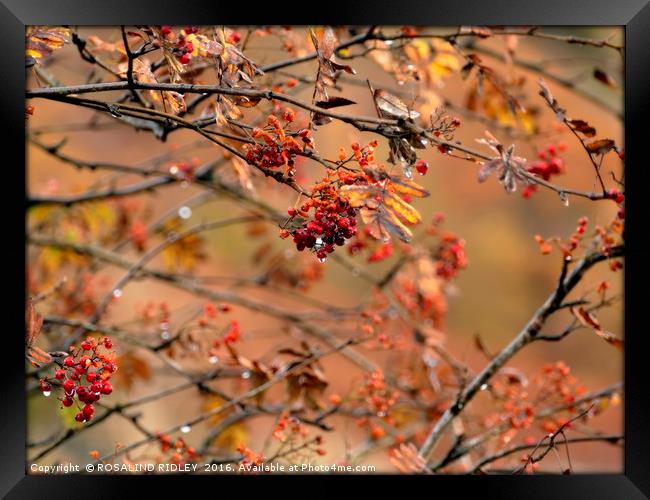 "AUTUMN BERRIES IN THE RAIN" Framed Print by ROS RIDLEY