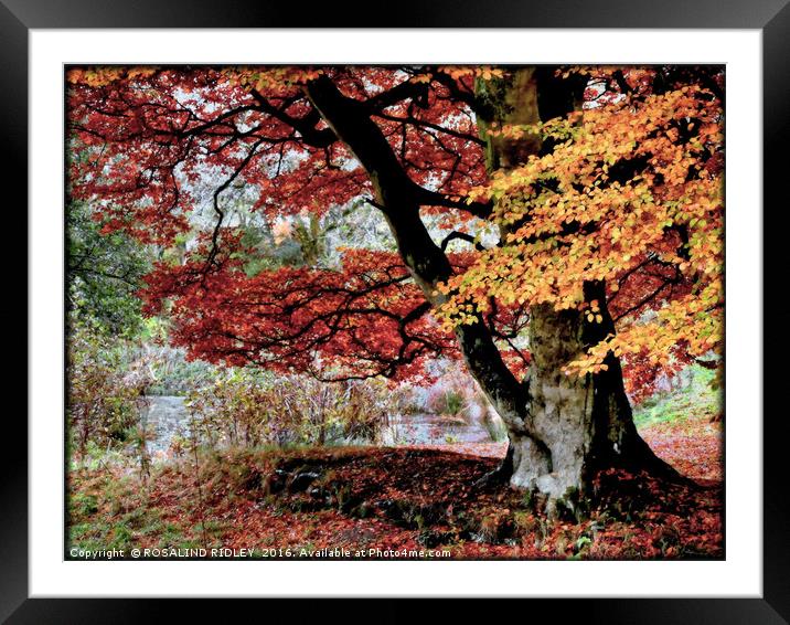 "TREE AT THE LAKE SIDE 2" Framed Mounted Print by ROS RIDLEY