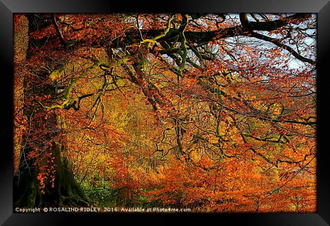 "AUTUMN PALETTE " Framed Print by ROS RIDLEY