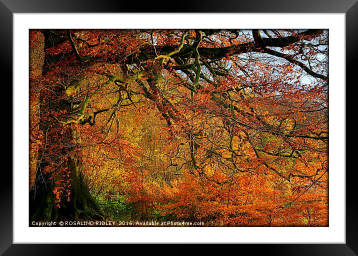 "AUTUMN PALETTE " Framed Mounted Print by ROS RIDLEY