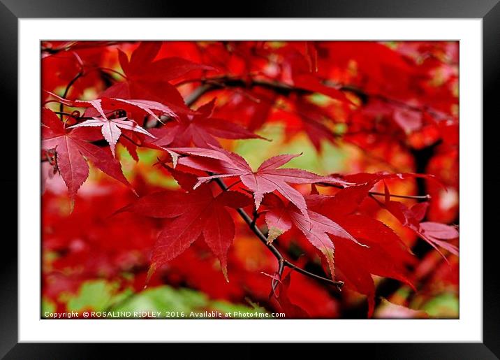 "SUNLIGHT THROUGH THE ACER" Framed Mounted Print by ROS RIDLEY