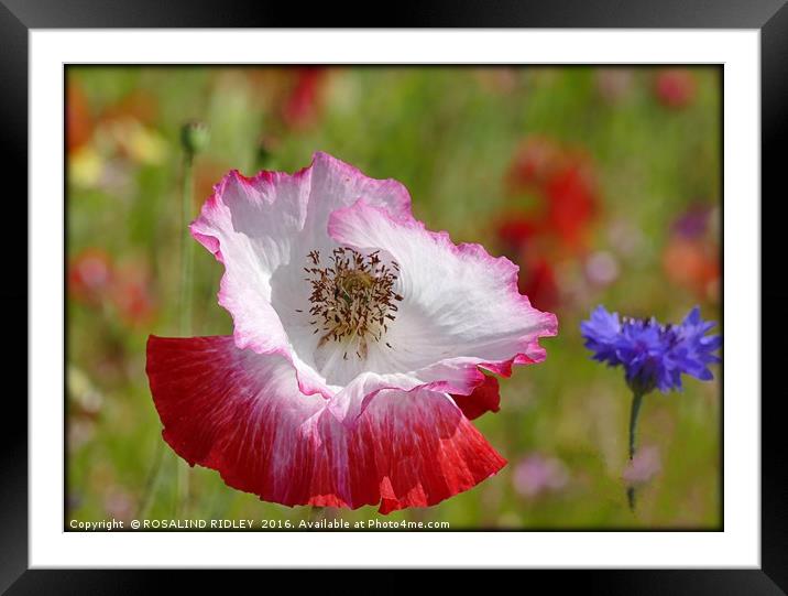 "POPPY IN THE WILD FLOWER MEADOW" Framed Mounted Print by ROS RIDLEY