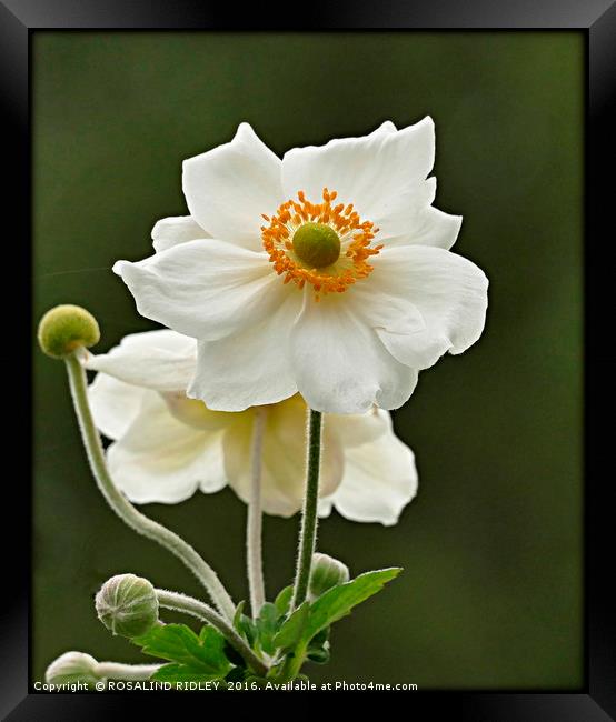 "ANEMONE JAPONICA ALBA" Framed Print by ROS RIDLEY
