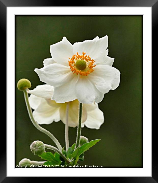 "ANEMONE JAPONICA ALBA" Framed Mounted Print by ROS RIDLEY